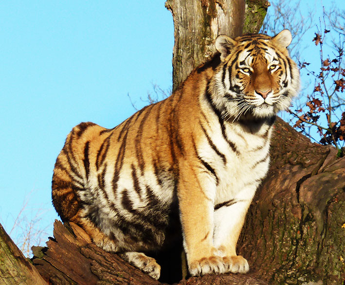 photo of amurtiger in zoo