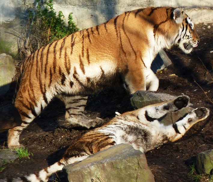 two beautiful tigers