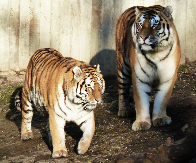 two standing amur tigers