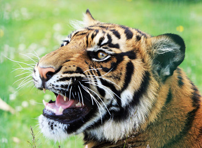 close up of tiger snarling