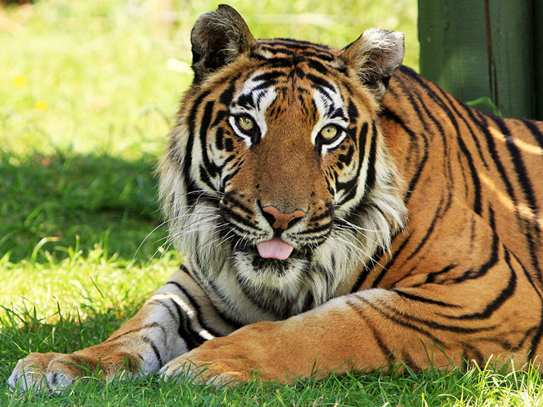 You can see the tigers tongue