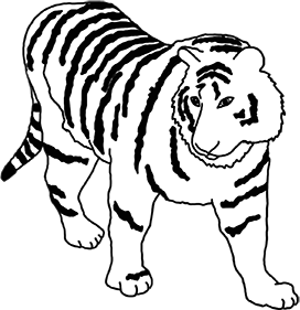 black white tiger with stripes drawing
