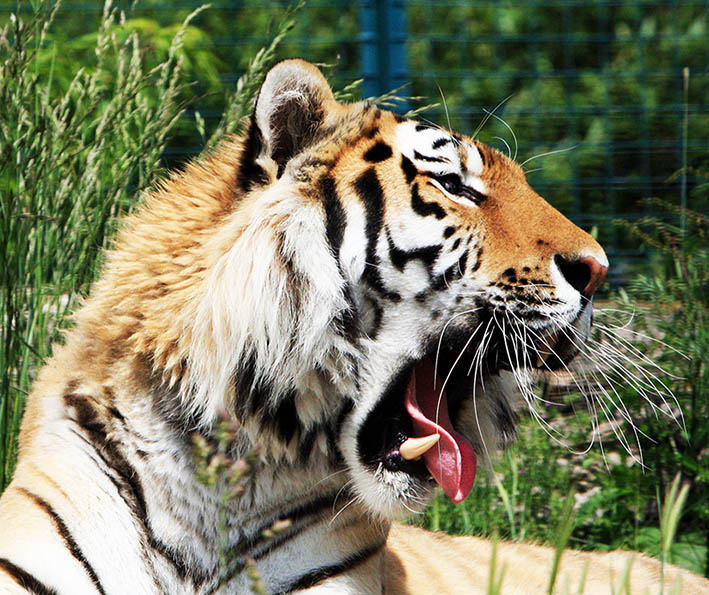 tiger yawning