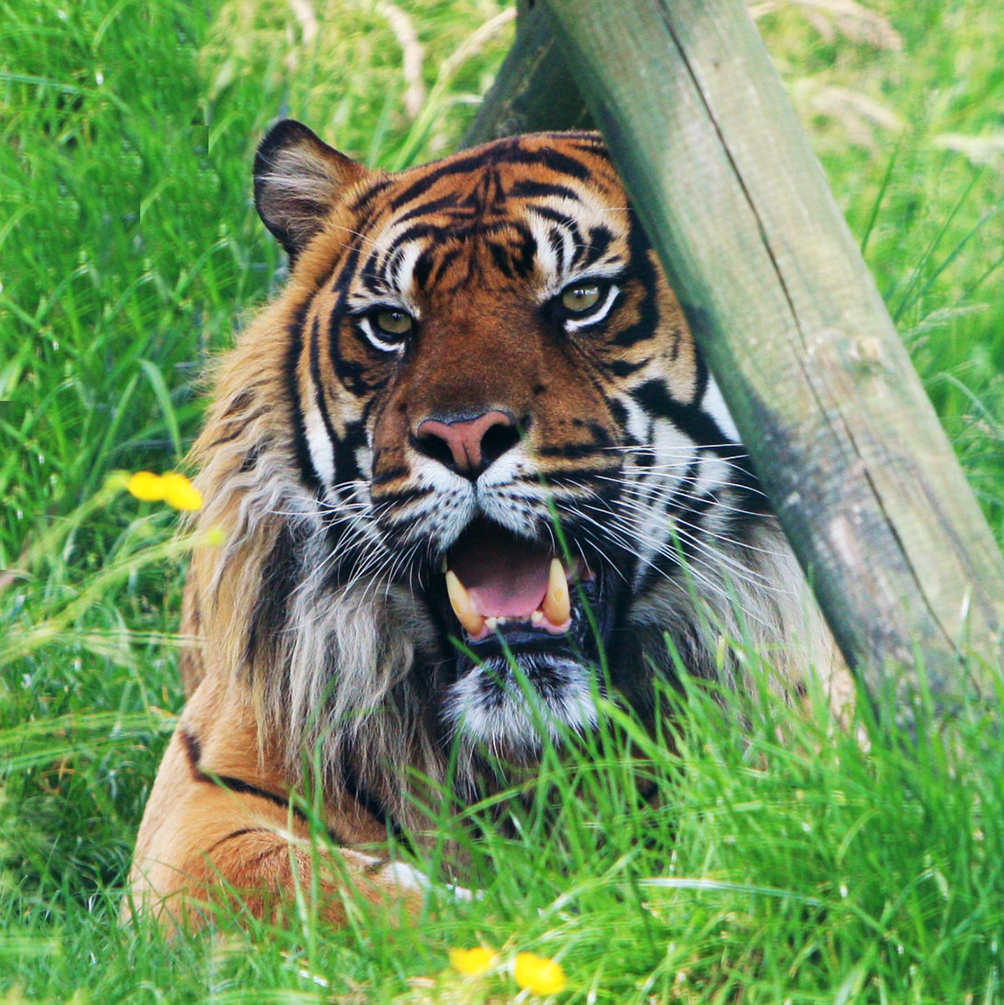 tiger photo