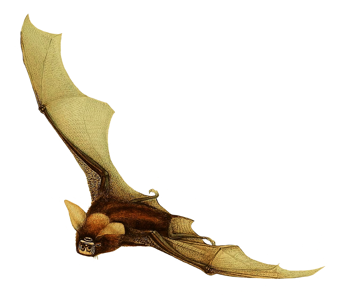 bat clipart images