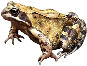 toad clipart