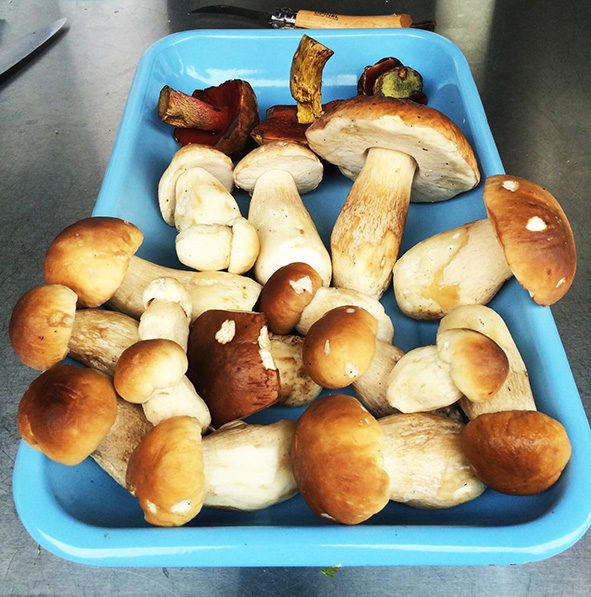 today's harvest of mushrooms