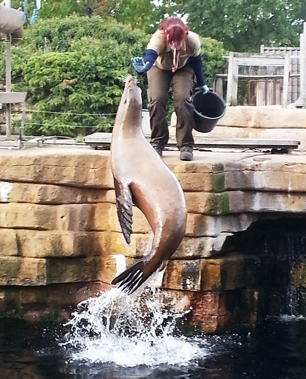 training of sea lion in zoo
