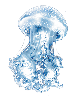 transparent jelly fish clipart