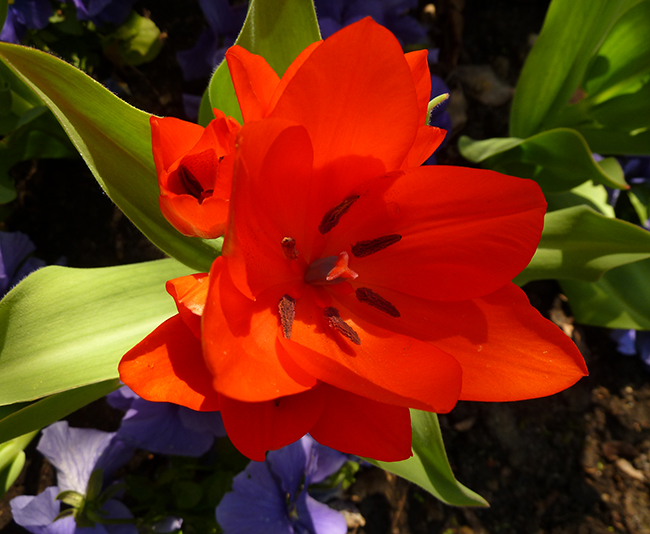 red tulip blooming in spring