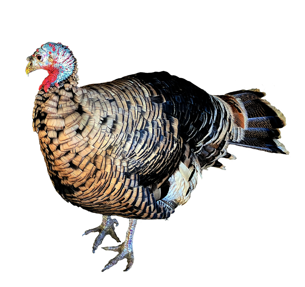 desnooding of turkey clipart