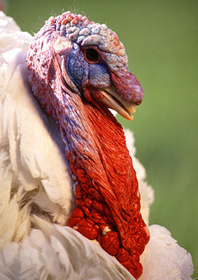 close up turkey head clip art