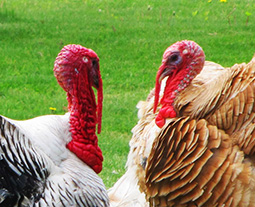 two turkeys talking heads