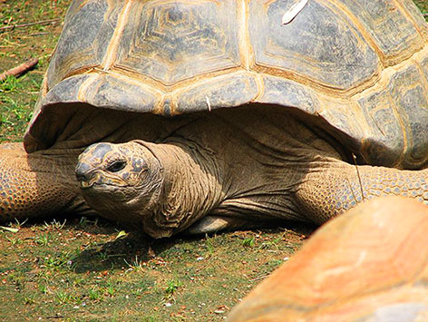 Aldabra giant tortoise