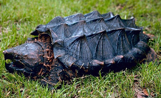 Picture of Alligator snapping turtle