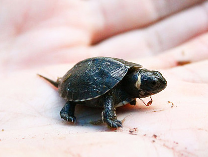 Bog turtle baby hold in palm of hand