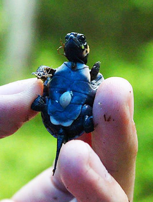 turtle pictures baby bog turtle
