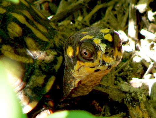 turtle pictures box turtle close up