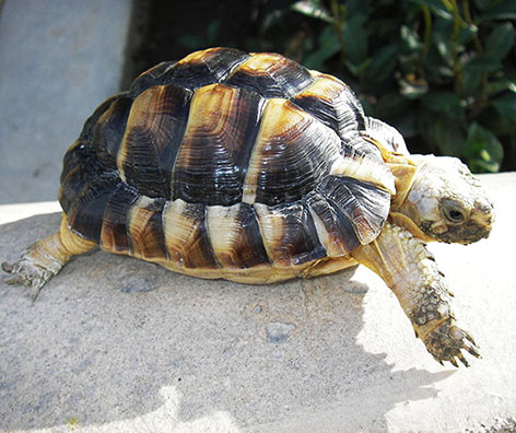 Egyptian tortoise photo