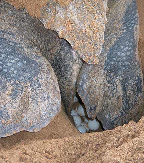 Leatherback sea turtle with eggs