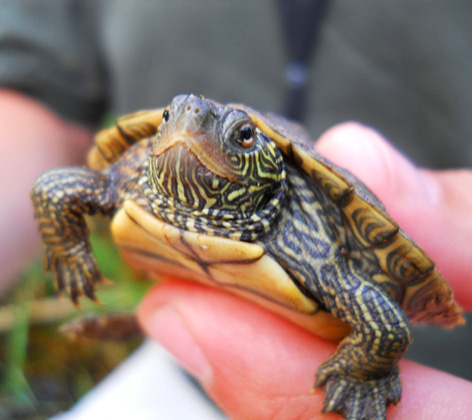 Map turtle pictures