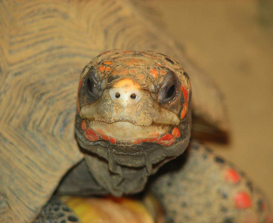 Red footed tortoise close up