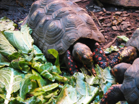 Red footed tortoise eating