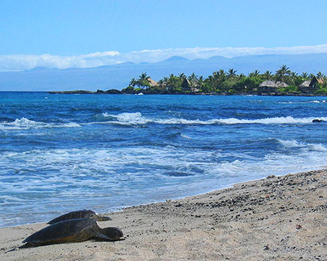 Sea turtles on beach