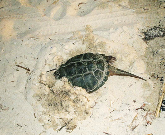 Snapping turtle hiding in sandy beach