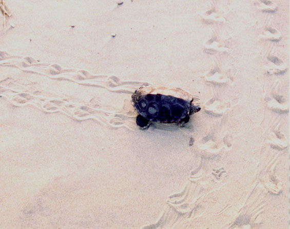Terrapin making tracks in sand