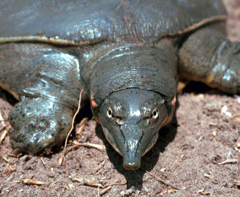 Texas softshell turtle