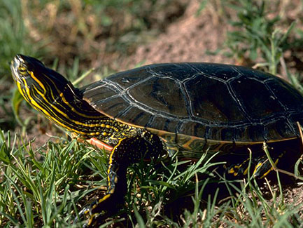 Western painted turtle