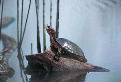 Picture of Western pond turtle