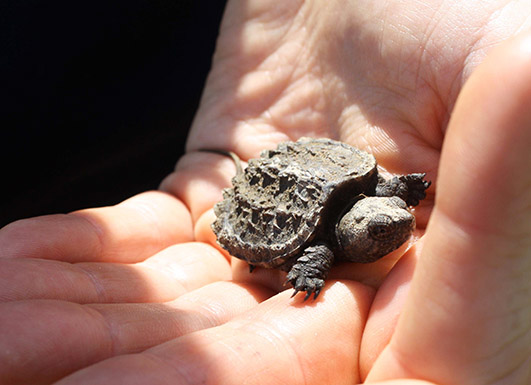 Young Snapping turtle in hand