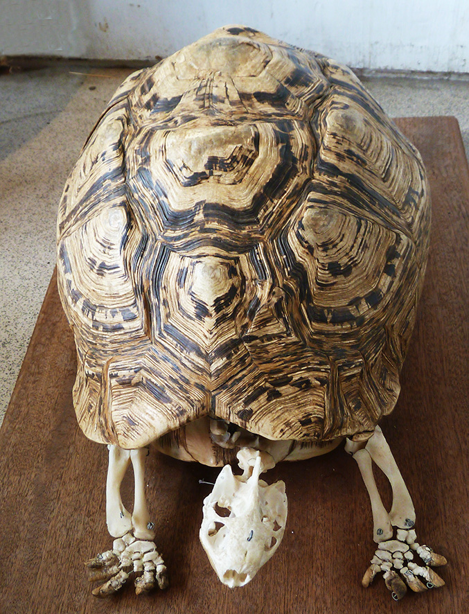 turtle shell with turtle skeleton