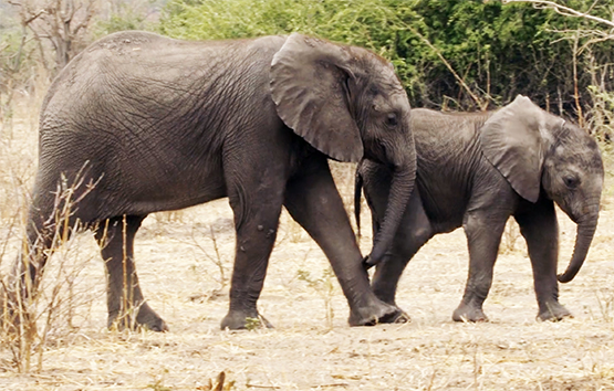 two African elephants walking