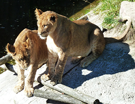 two big lion cubs