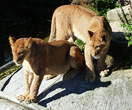 two big lion cubs