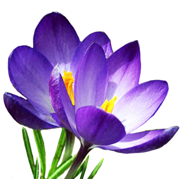 two blue crocus in spring