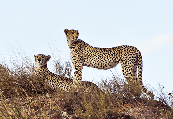 picture of two cheetahs, maybe a couple
