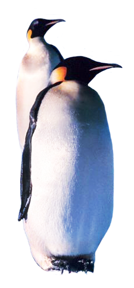 Two Emperor penguins
