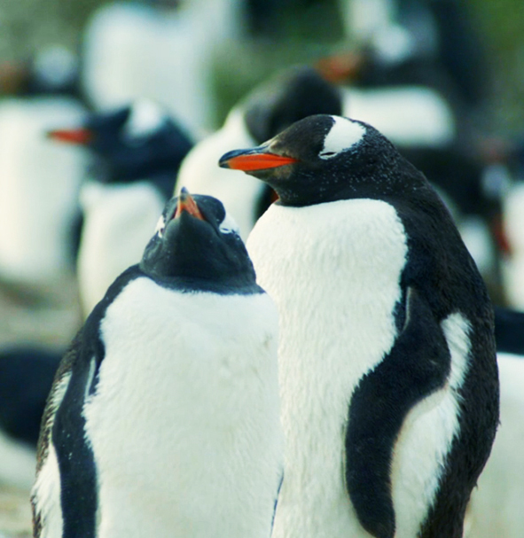 two gentoo penguins