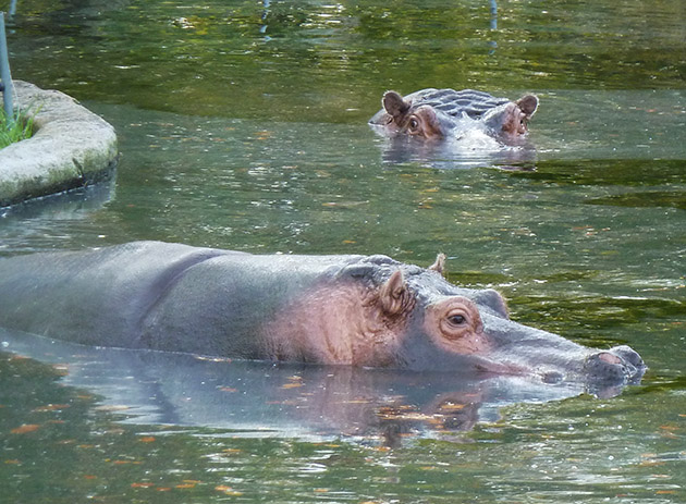 two hippos in water in zoo
