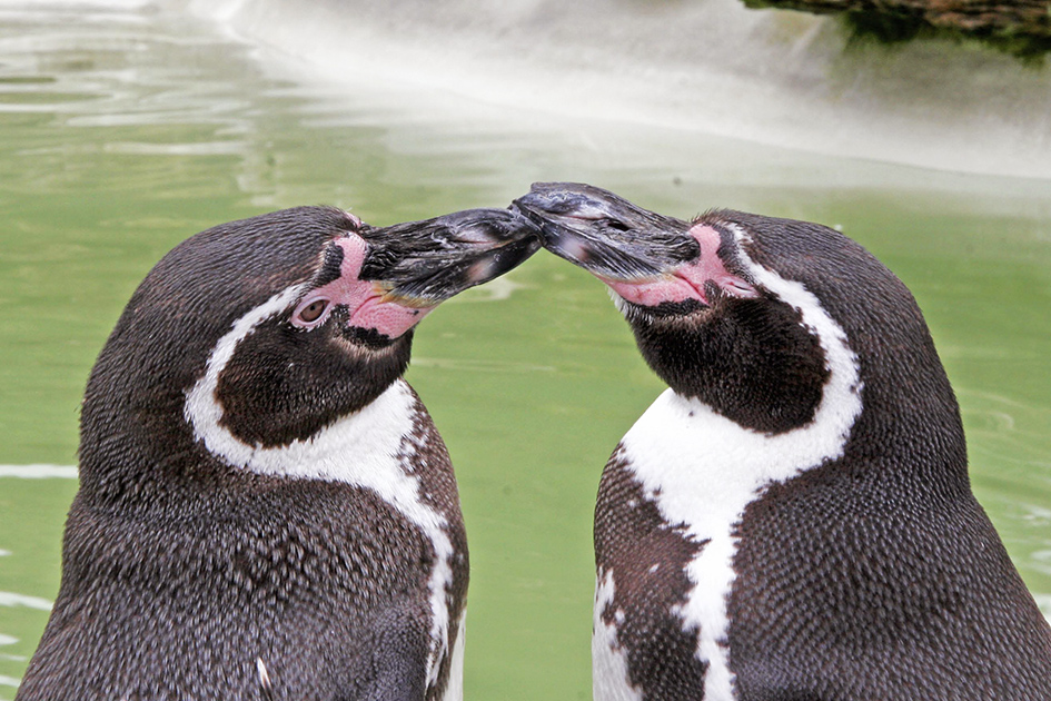 Two humboldt penguins pictures