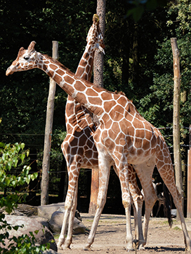 two male giraffes in zoo play-fighting