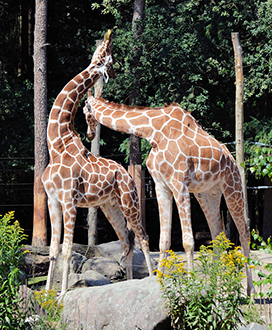 two male giraffes play fighting