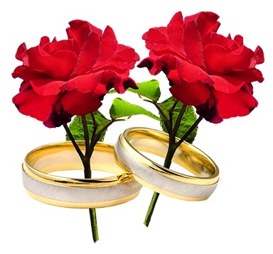 two red roses and wedding rings