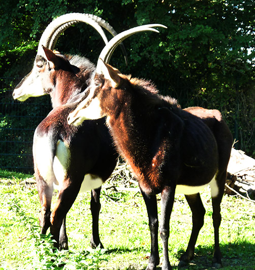 two Sable Antelopes in Zoo