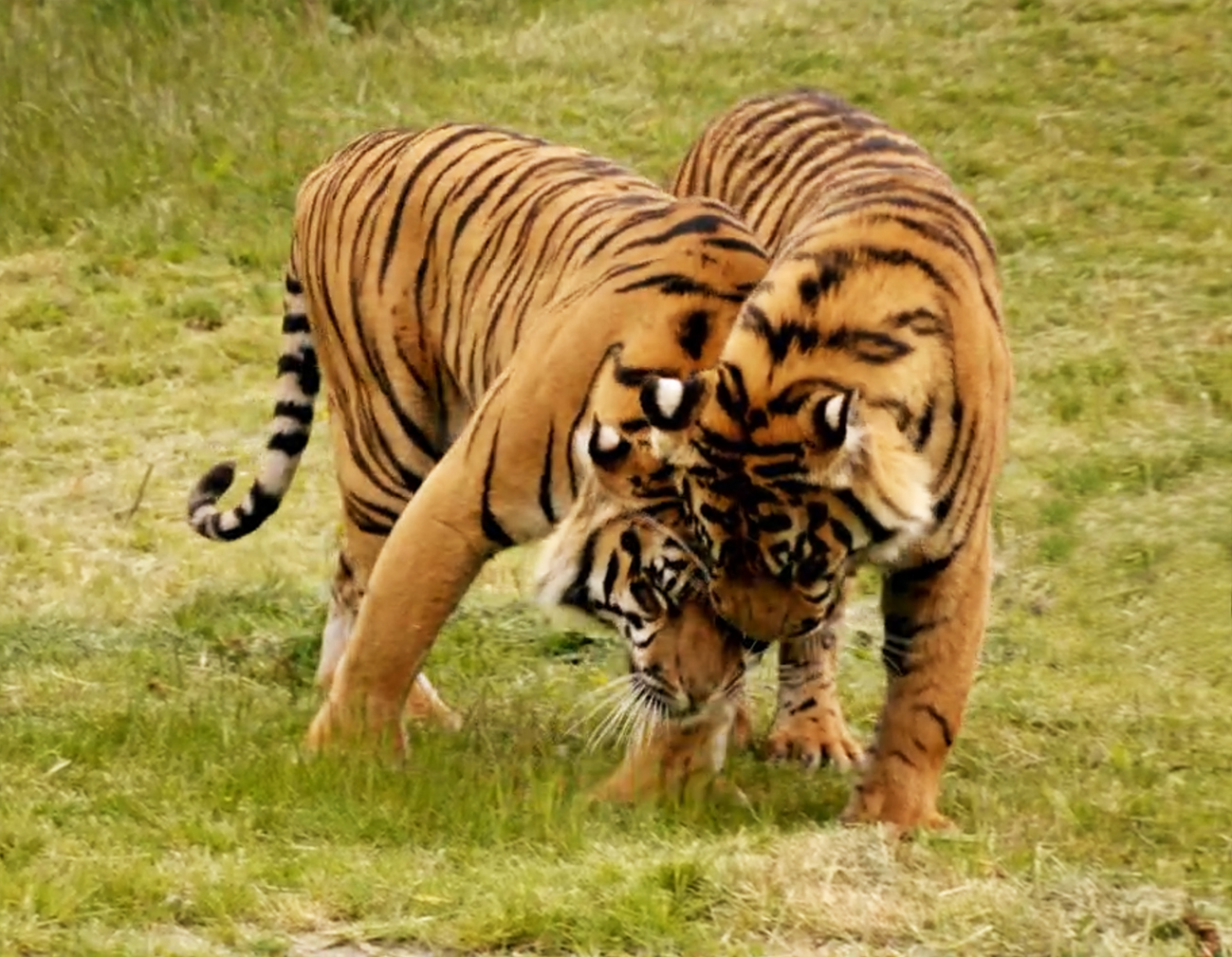 pictures of two tigers