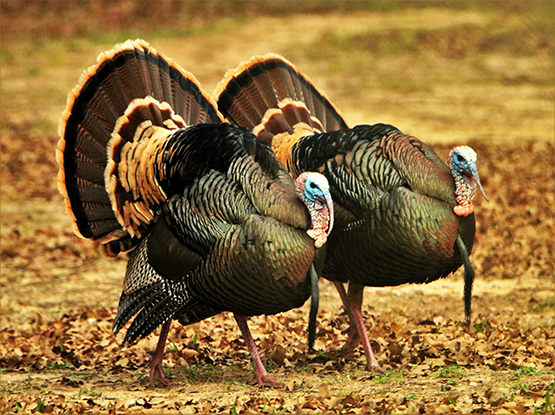 picture of two turkey in fall